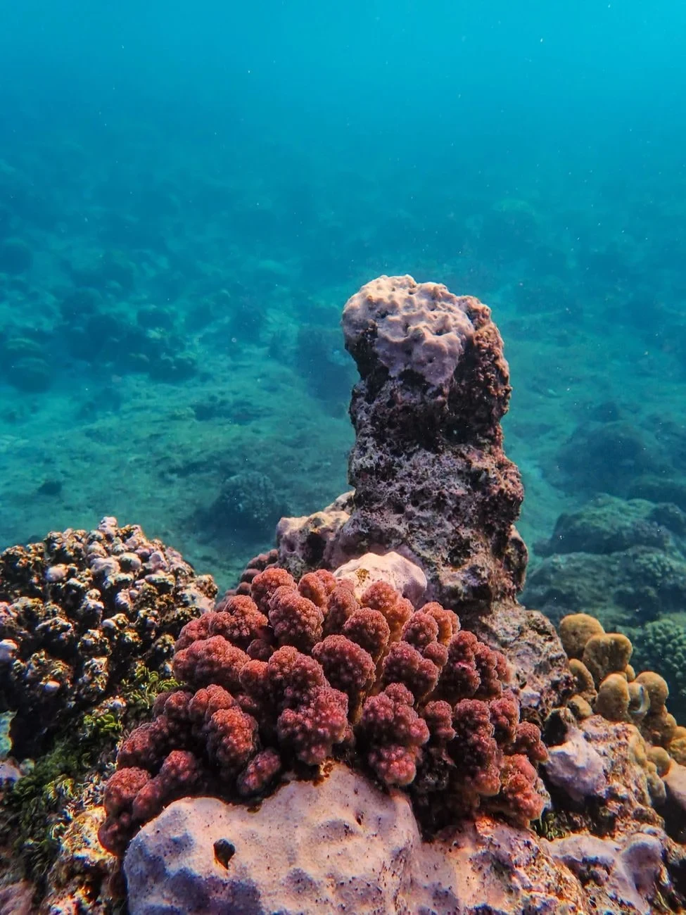 Close View of Coral, from The Ocean