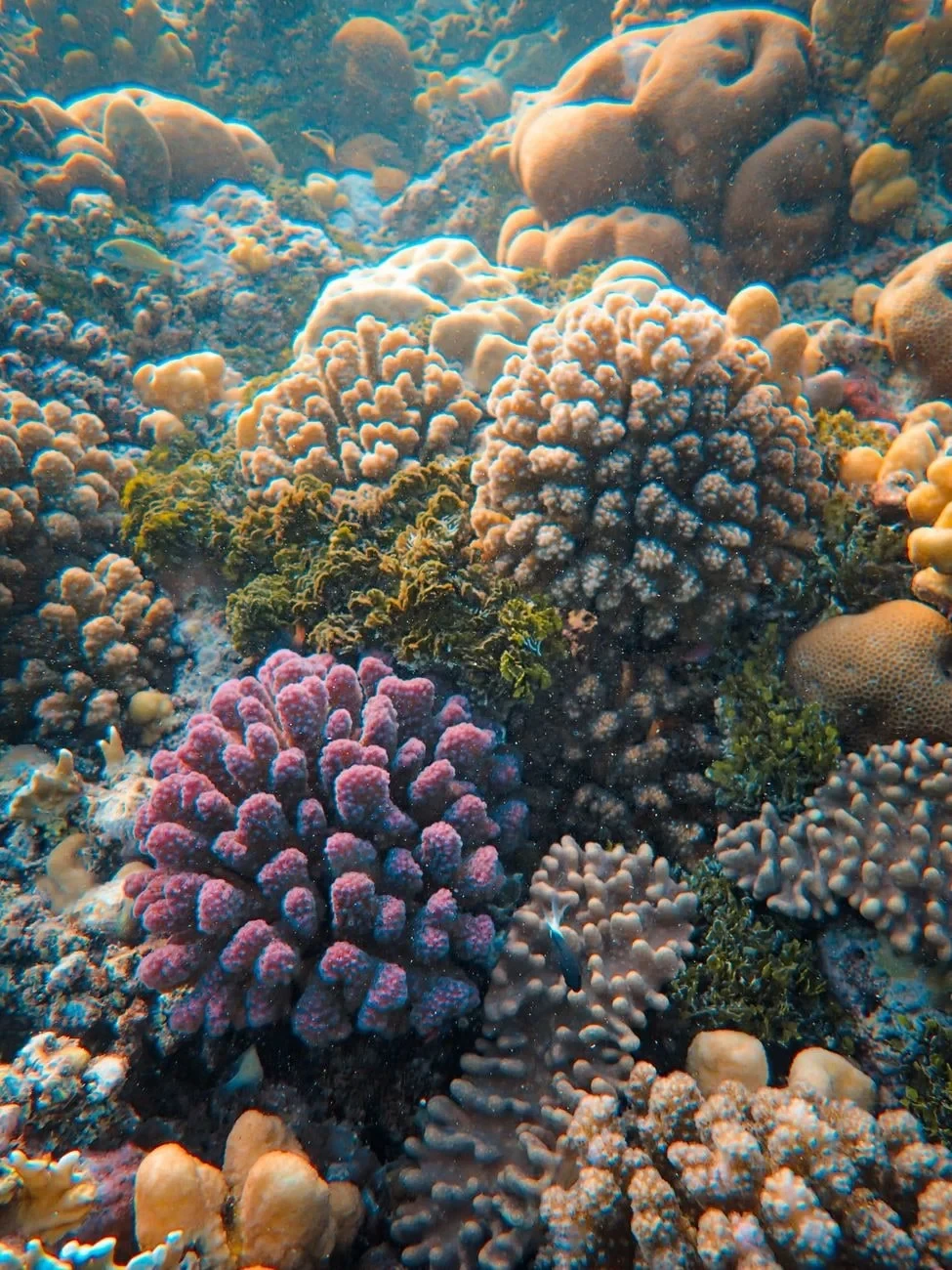 Ecosystem in Detail, from The Ocean