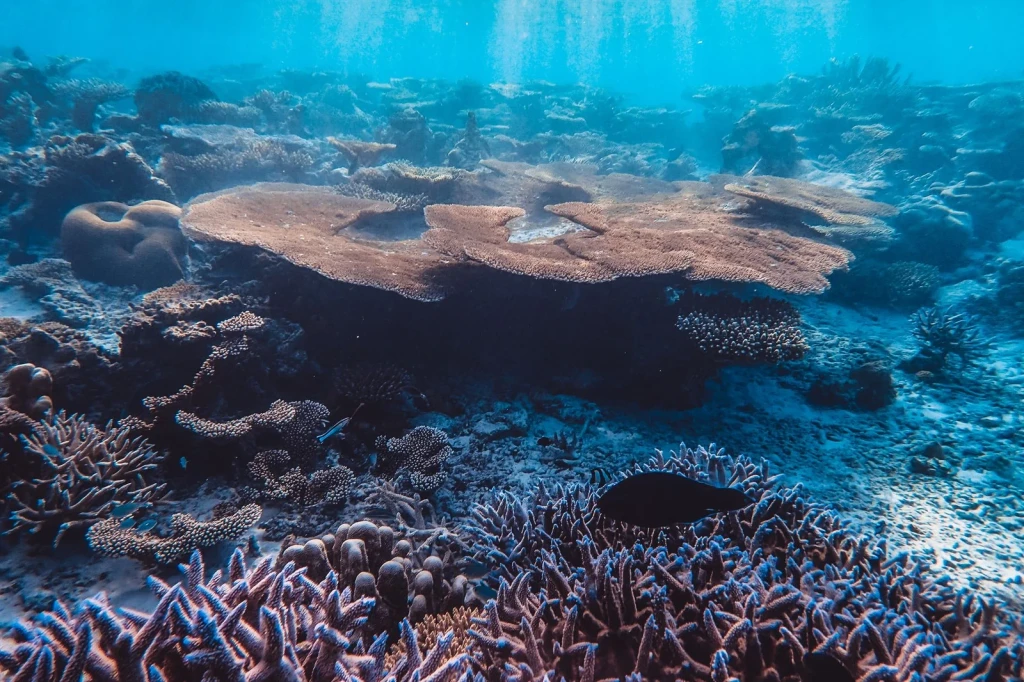 Coral Ecosystem, from The Ocean