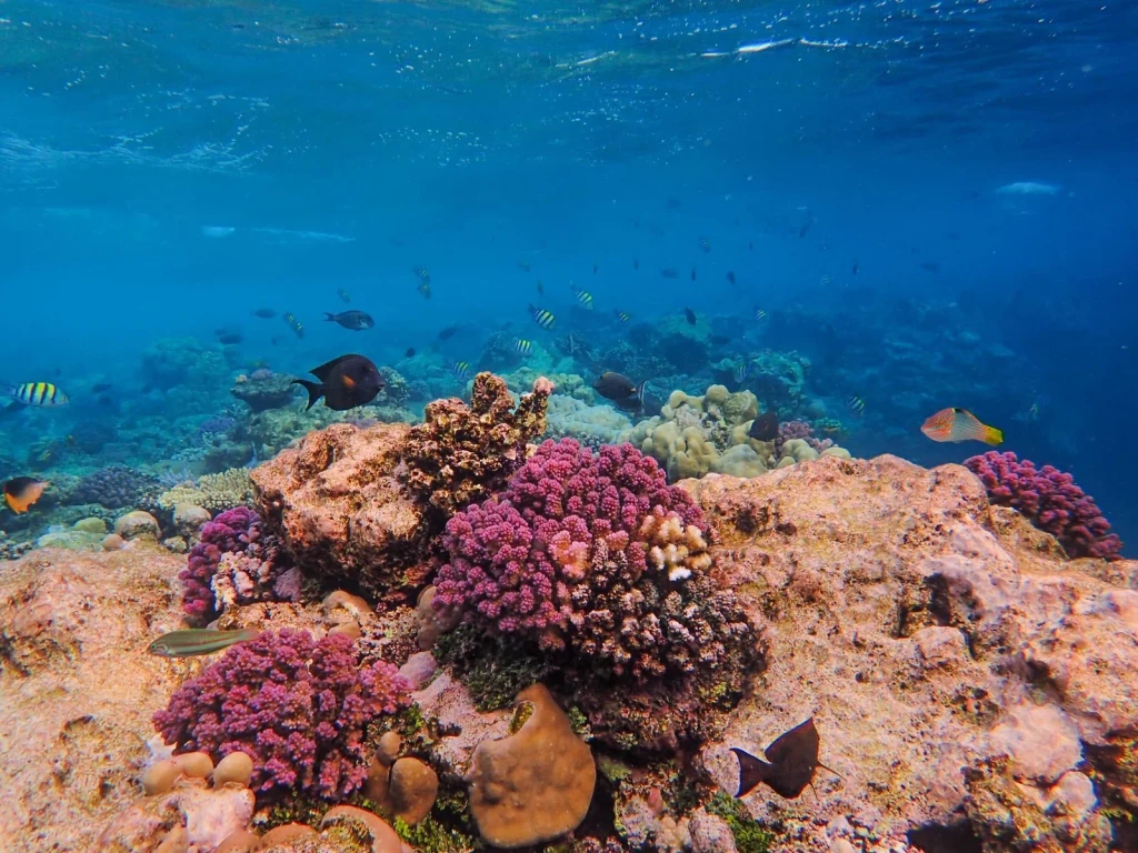 Pristine Reef World, from The Ocean