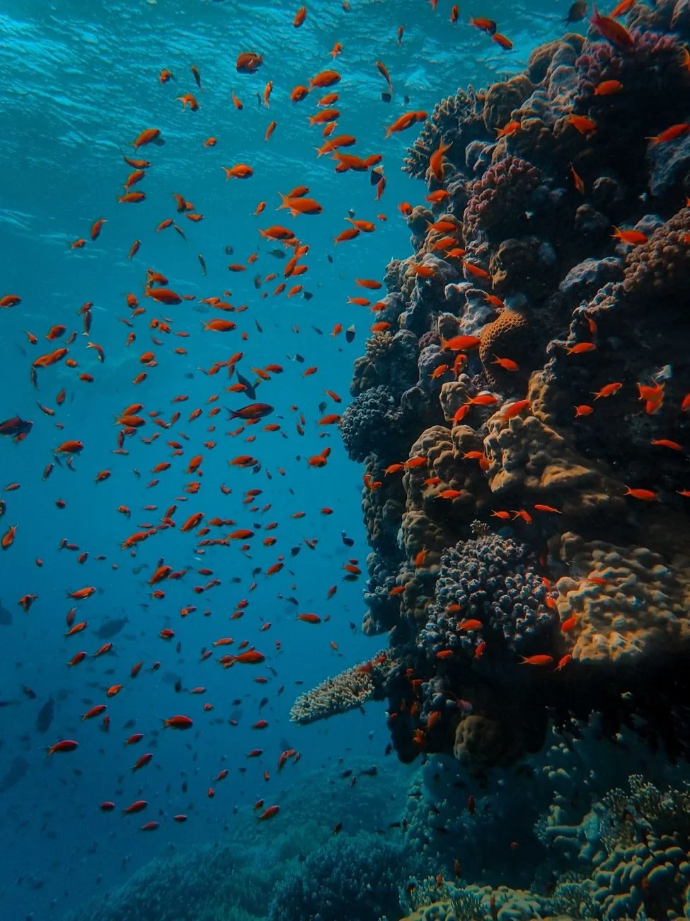 School and Reef, from The Ocean
