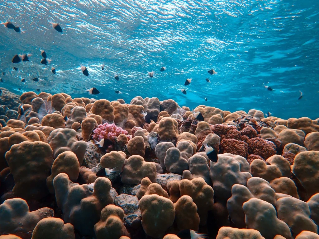 Blue Waters, Diverse Life, from The Ocean