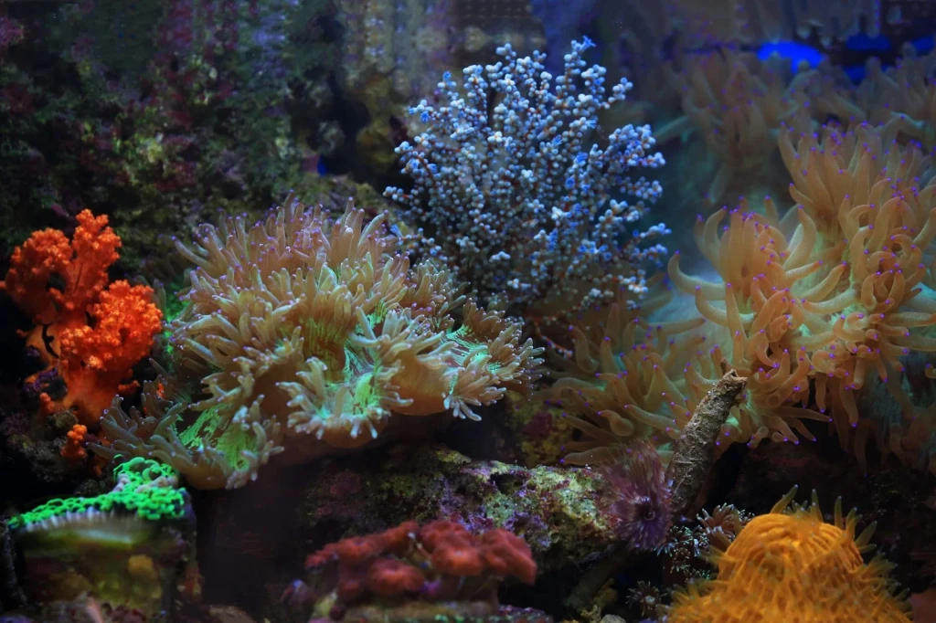 Vivid Reef Ecosystem, from The Ocean