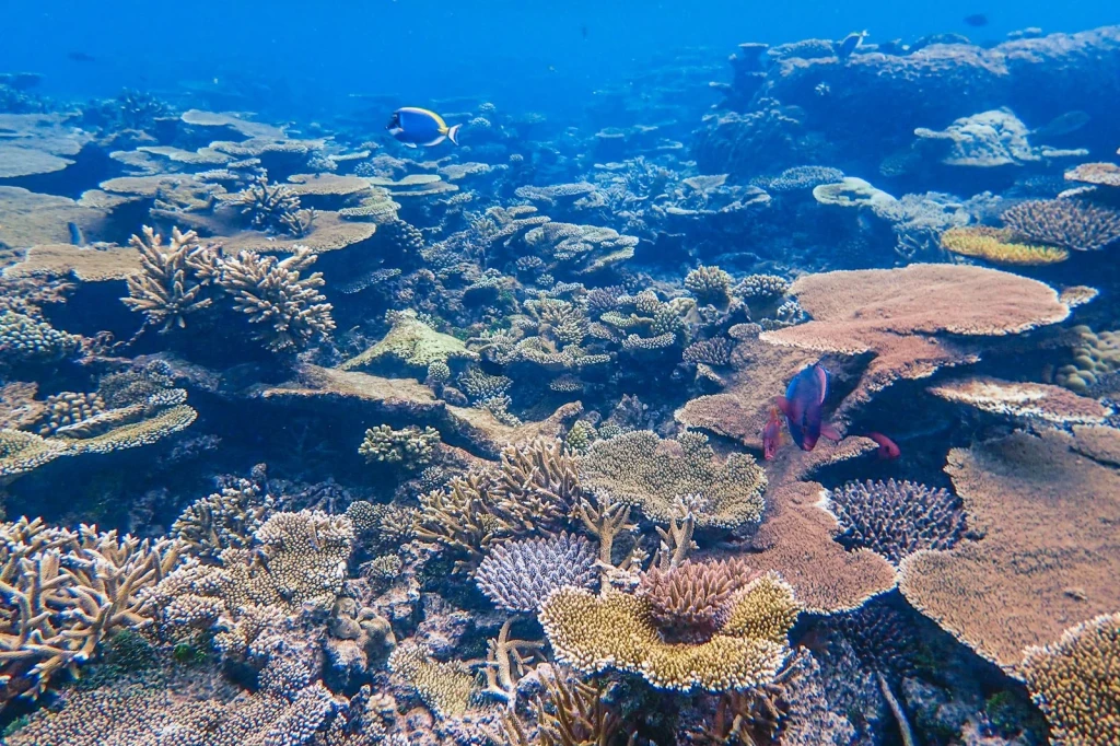 Reef Abundance, from The Ocean