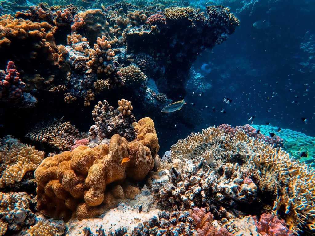Corals and Company, from The Ocean