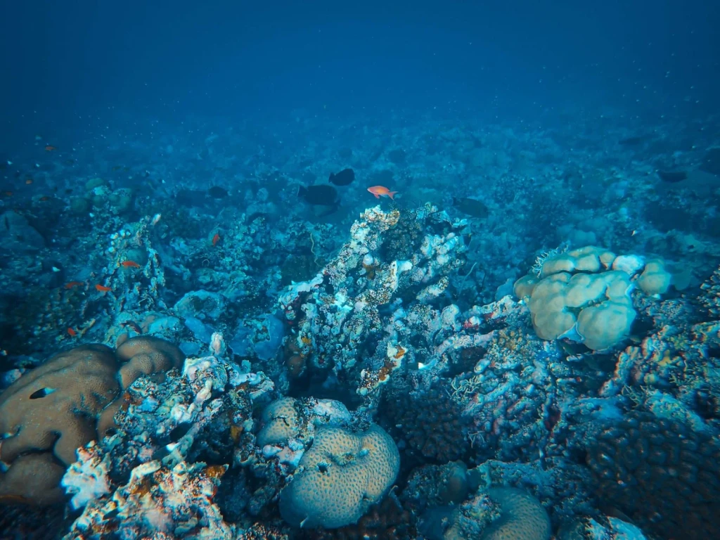 Reef Abundance, from The Ocean