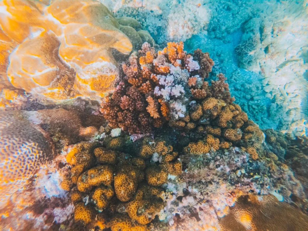 Coral Colonies, from The Ocean