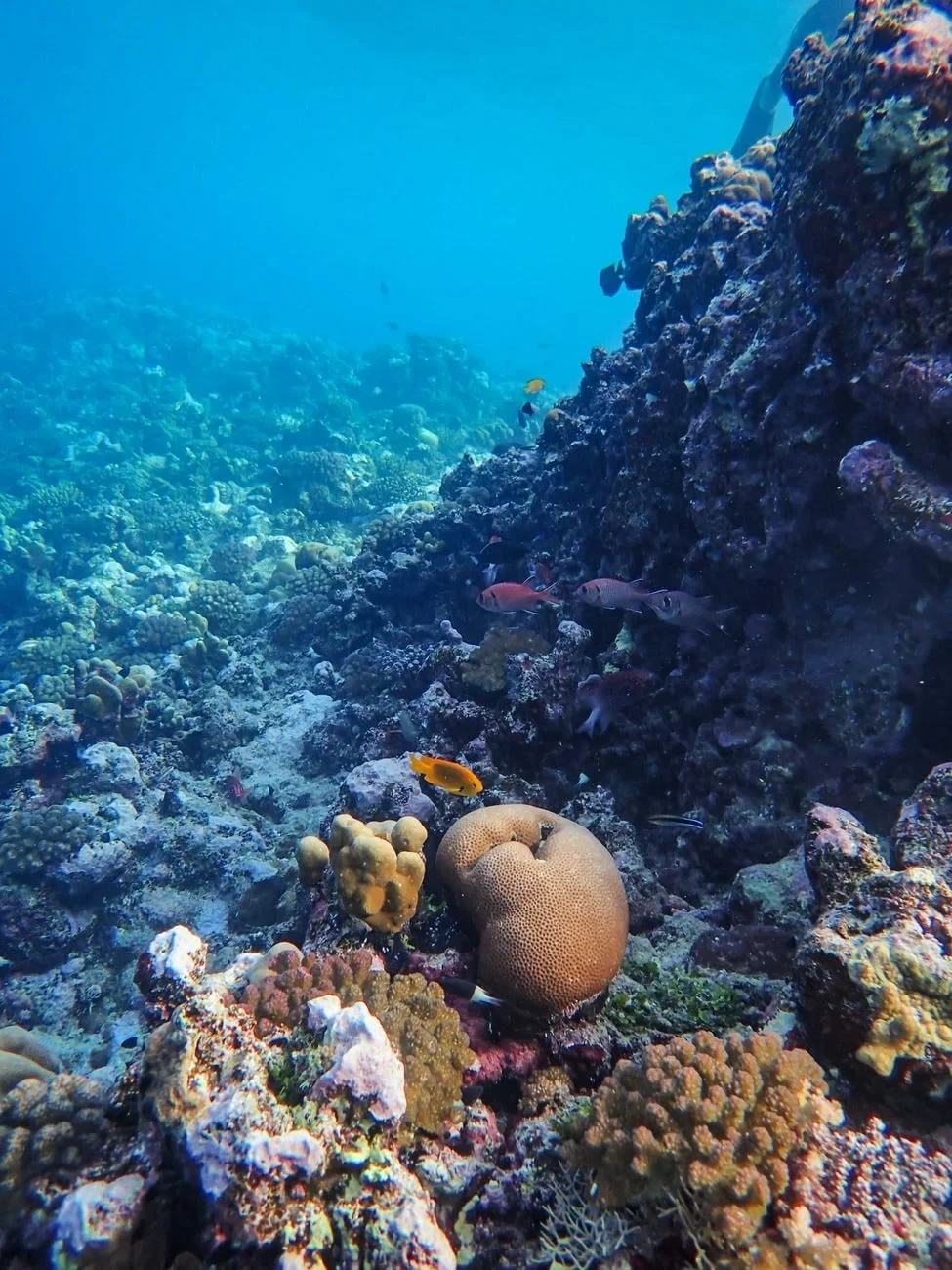 Vibrant Reef Exploration, from The Ocean