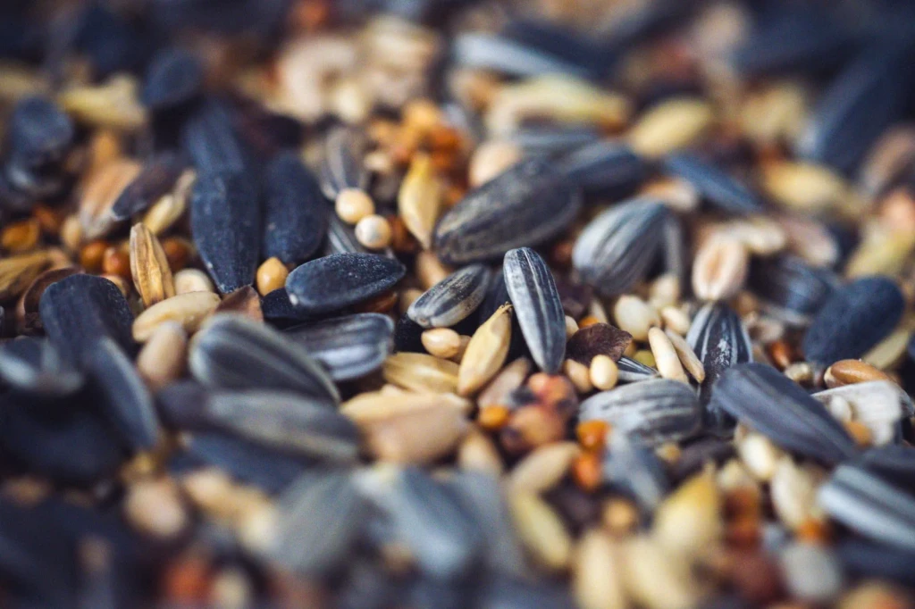 Mixed Seeds for Birds, from The Quiet Engineering of Seeds