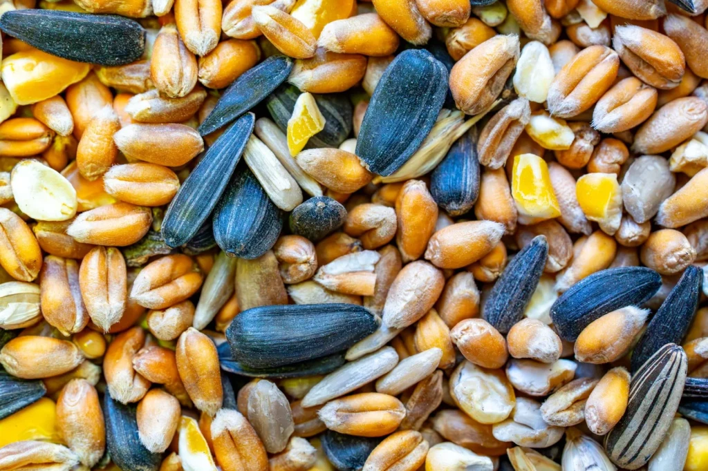 Seeds for Feeding, from The Quiet Engineering of Seeds