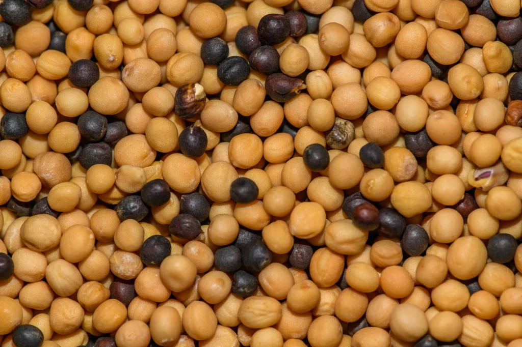 Mustard Seeds, from The Quiet Engineering of Seeds