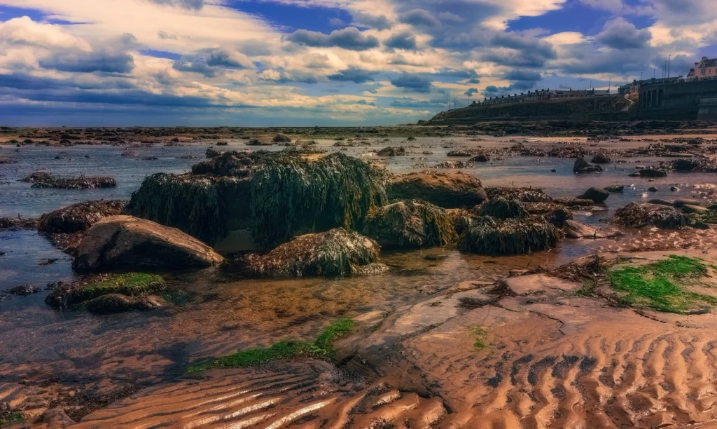 Seaweed at Low Tide, from Tides: The Moon Pulling at the Ocean