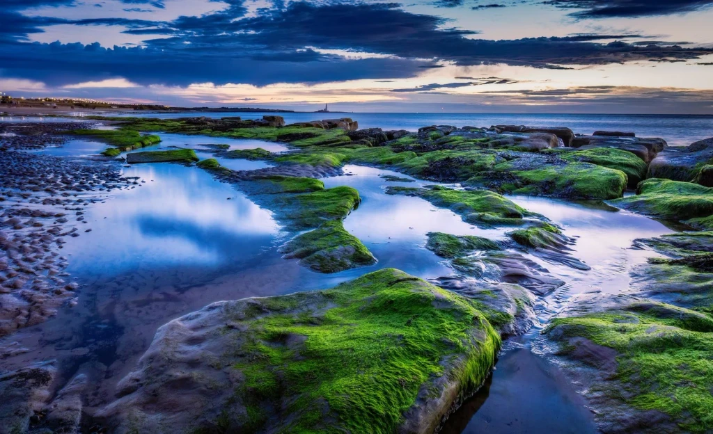 Mossy Formations, from Tides: The Moon Pulling at the Ocean