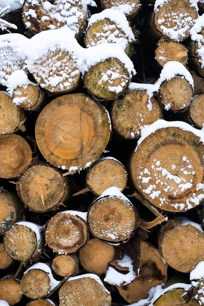 Winter Wood, from Timber: The Material of Every Era
