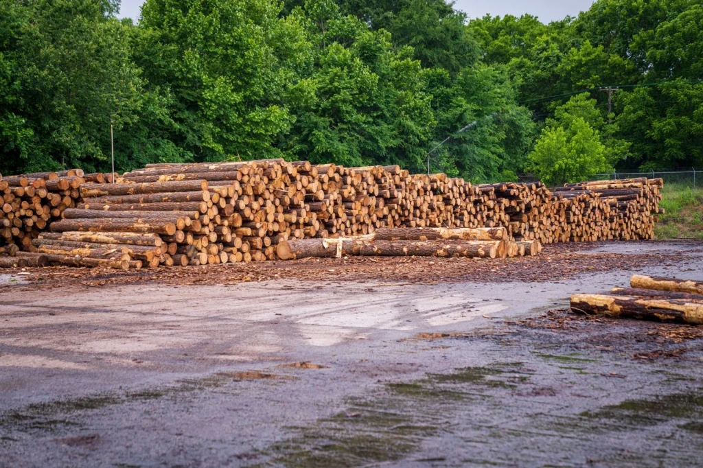 Timber and Trees, from Timber: The Material of Every Era