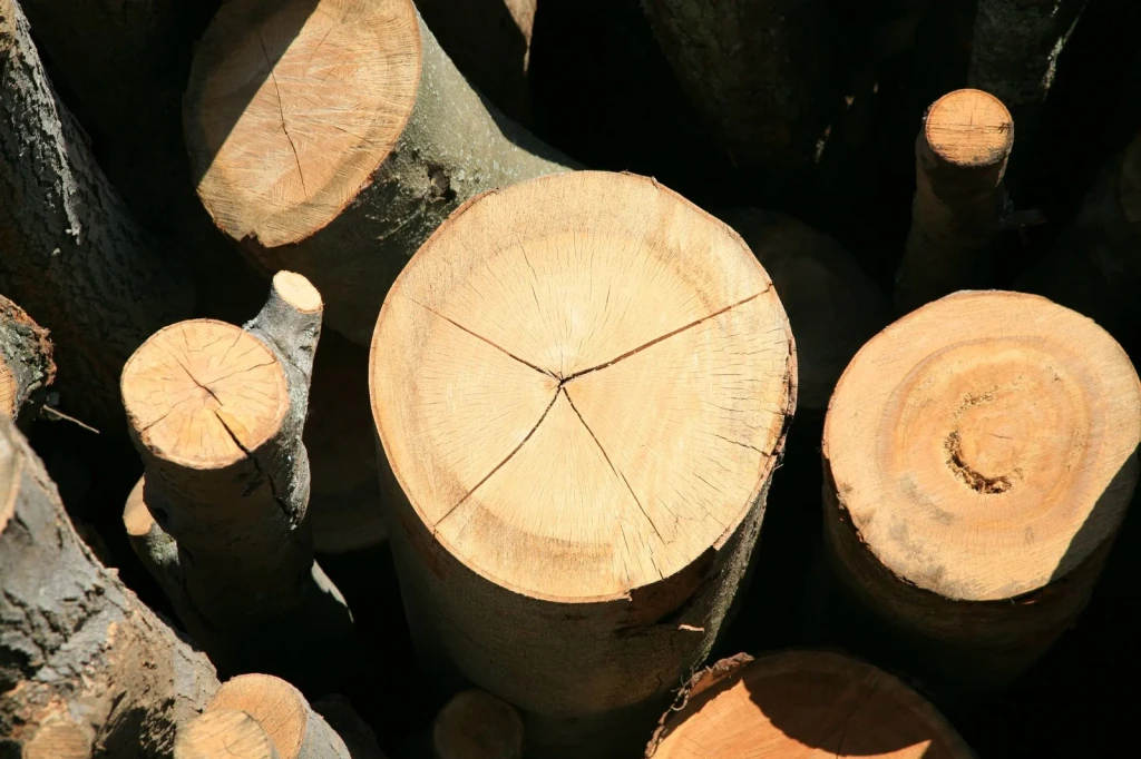 Rings and Light, from Timber: The Material of Every Era