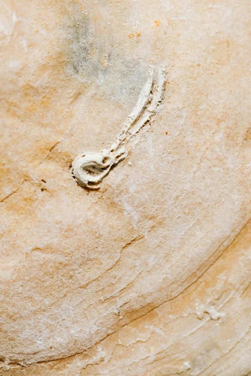 Stone Patterns, from What Fossils Taught Us About Deep Time