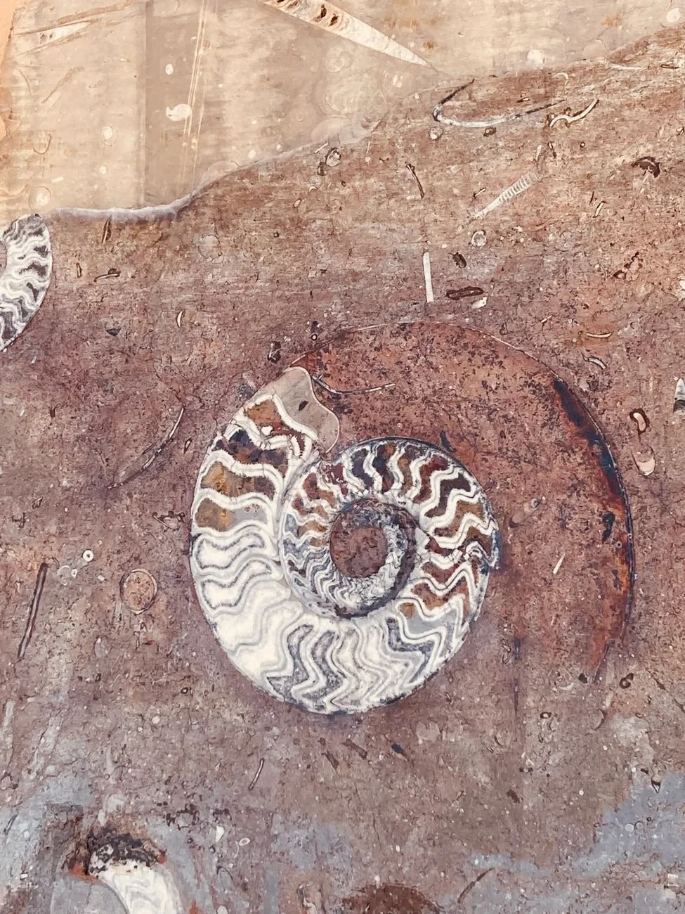 Ammonite in Stone, from What Fossils Taught Us About Deep Time