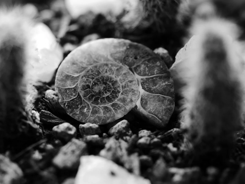 Spiral Archive, from What Fossils Taught Us About Deep Time