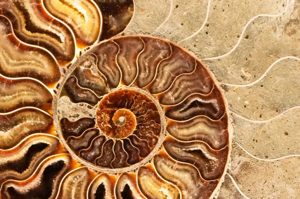 Ammonite Detail, from What Fossils Taught Us About Deep Time