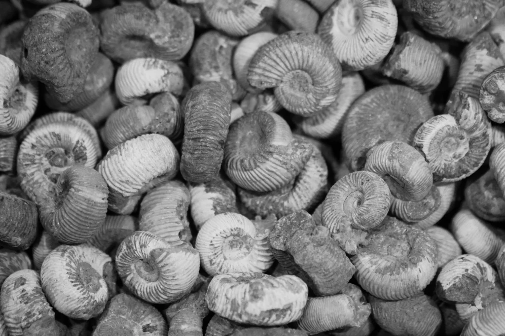Texture and Time, from What Fossils Taught Us About Deep Time