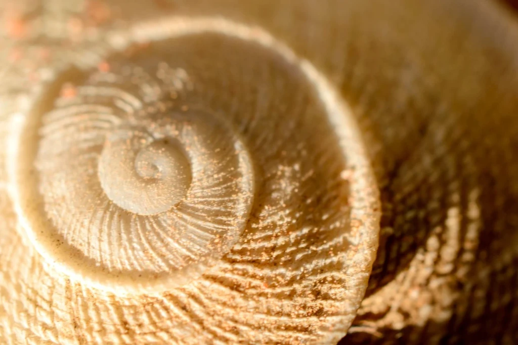 Spiral Architecture, from What Fossils Taught Us About Deep Time