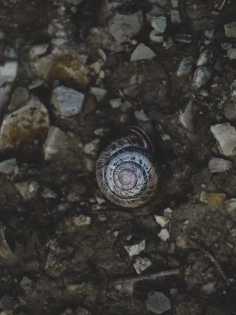 Surface and Shell, from What Fossils Taught Us About Deep Time