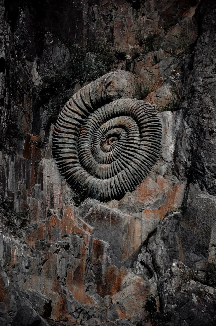Spiral in Bedrock, from What Fossils Taught Us About Deep Time