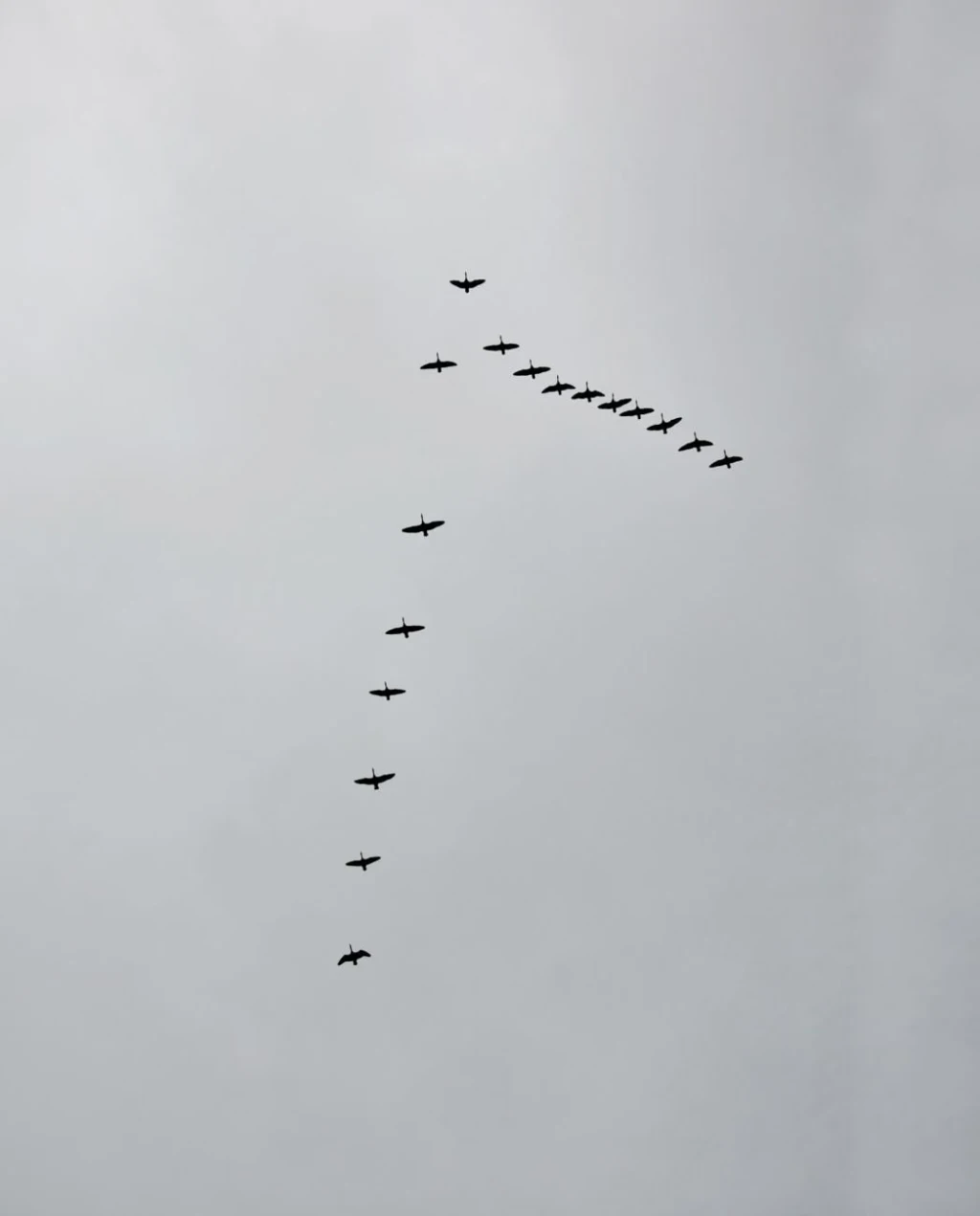 V Formation, from Why Birds Cannot Stop Migrating