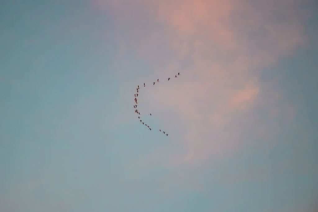 Pink Sky Departure, from Why Birds Cannot Stop Migrating