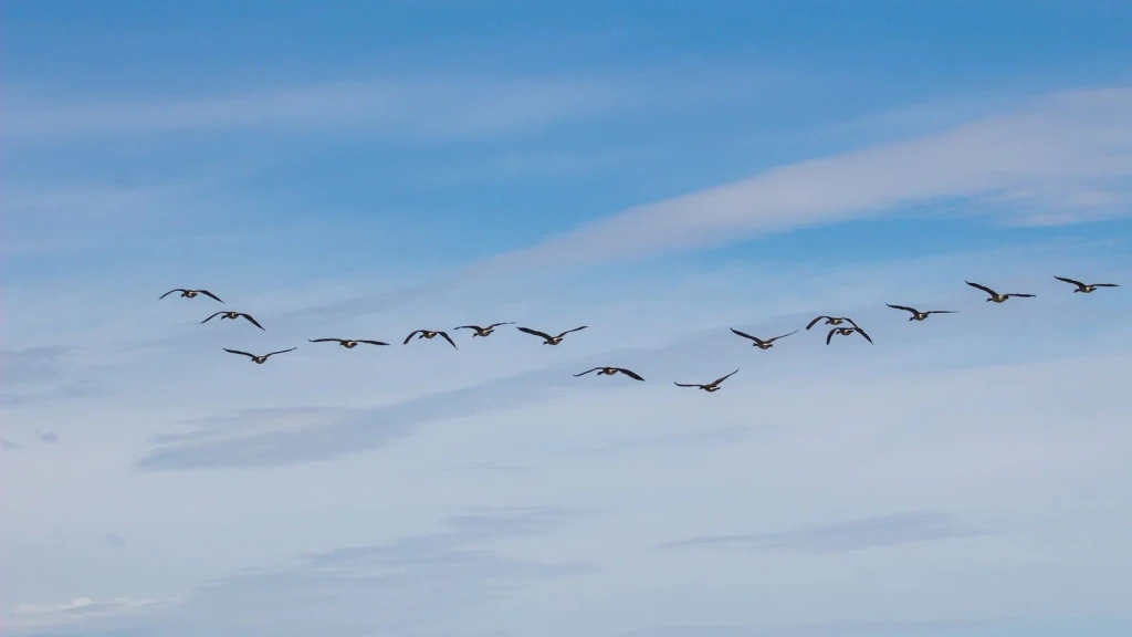 Bright Sky Migration, from Why Birds Cannot Stop Migrating