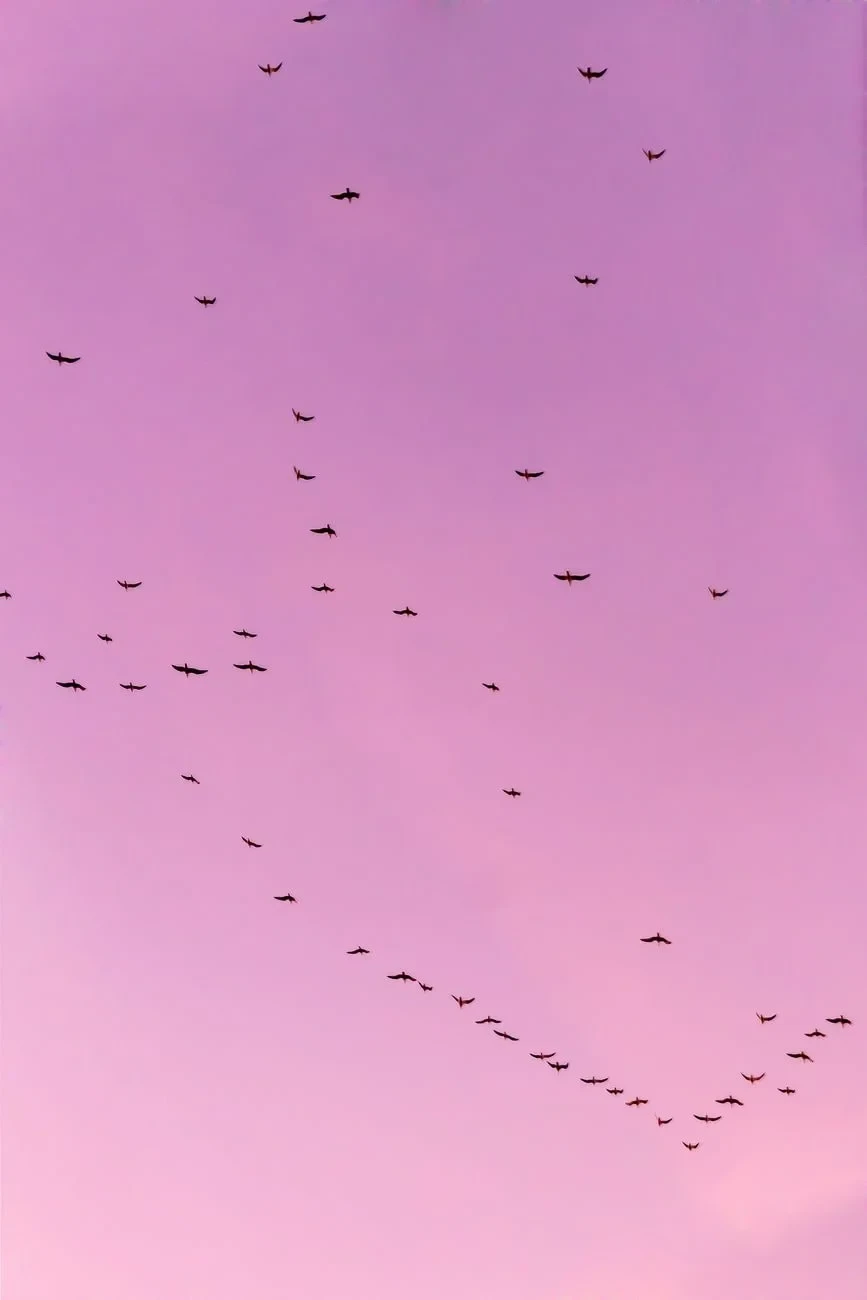 Dusk Departure, from Why Birds Cannot Stop Migrating