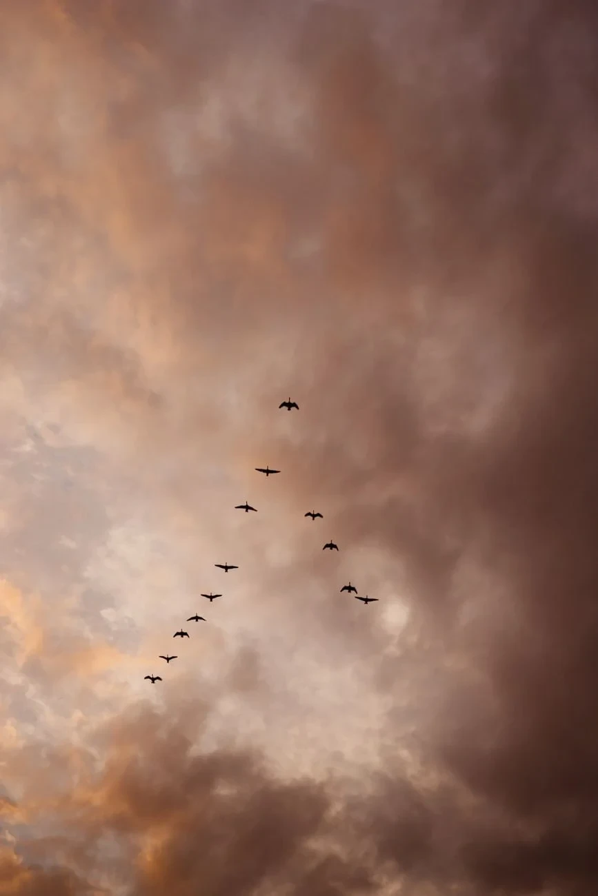 Storm Crossing, from Why Birds Cannot Stop Migrating