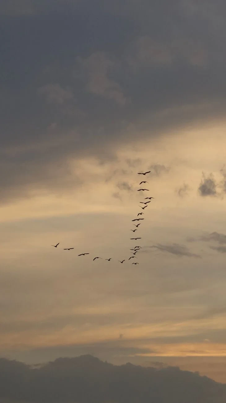 Dramatic Flight, from Why Birds Cannot Stop Migrating