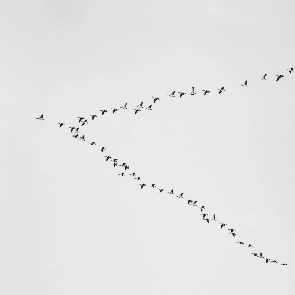 Formation Against Sky, from Why Birds Cannot Stop Migrating