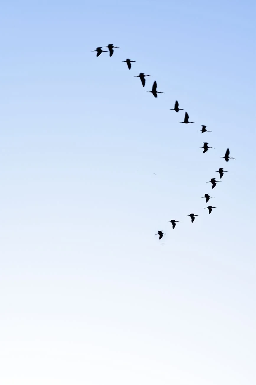V Formation, from Why Birds Cannot Stop Migrating