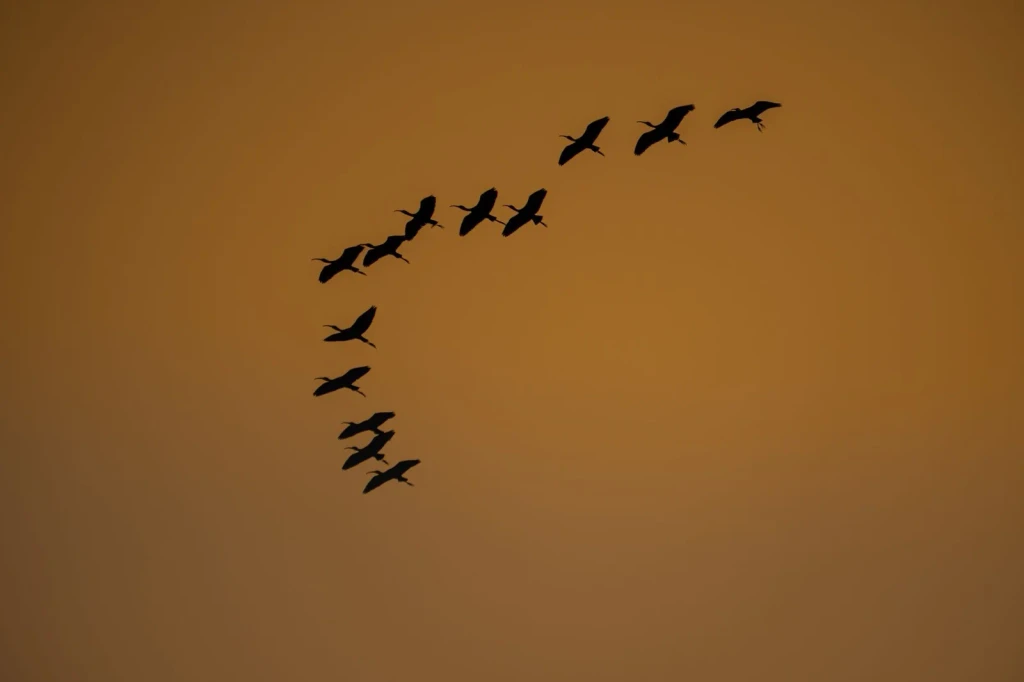 V Against Fire, from Why Birds Cannot Stop Migrating