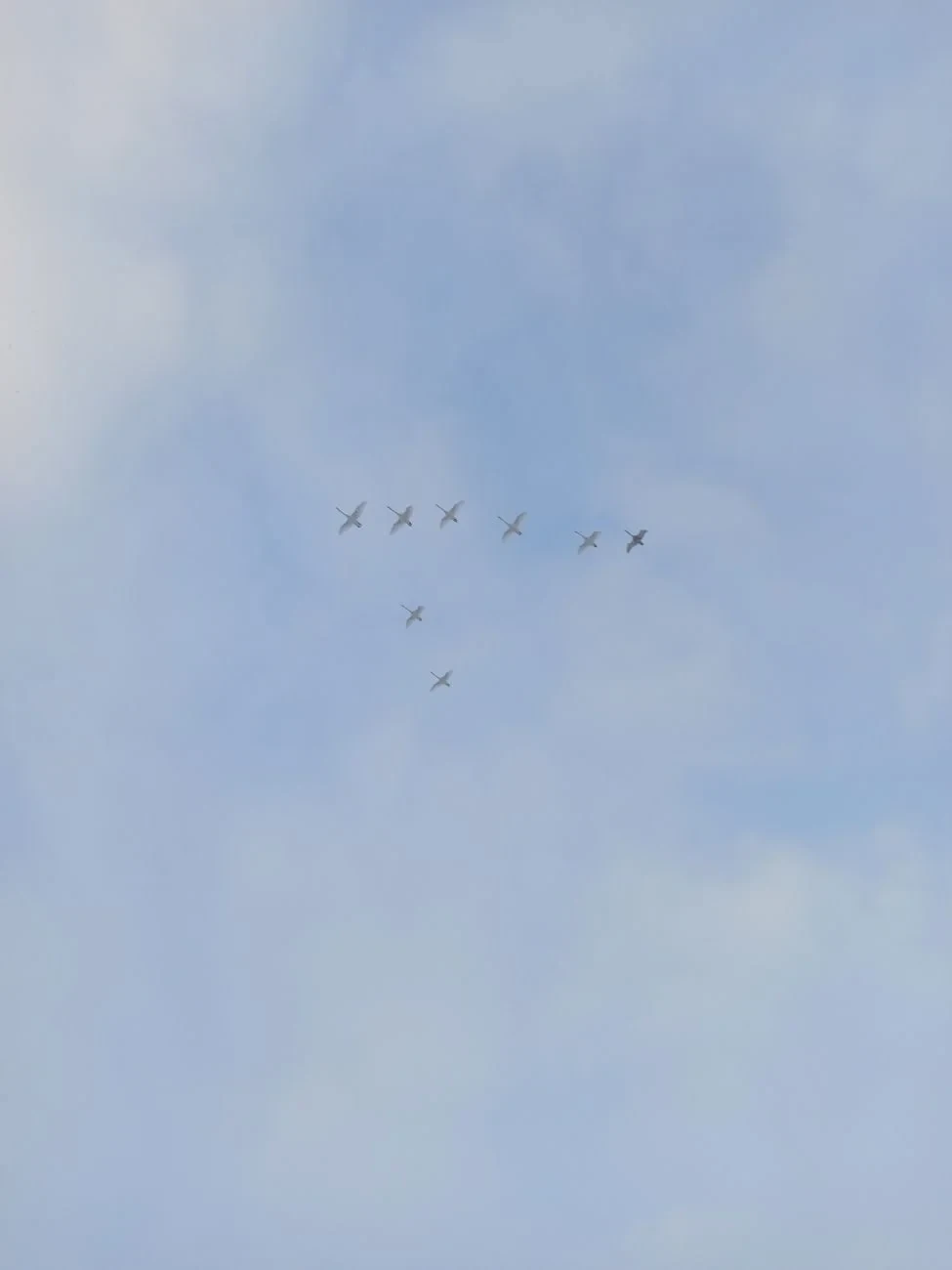 Clear Sky Flight, from Why Birds Cannot Stop Migrating
