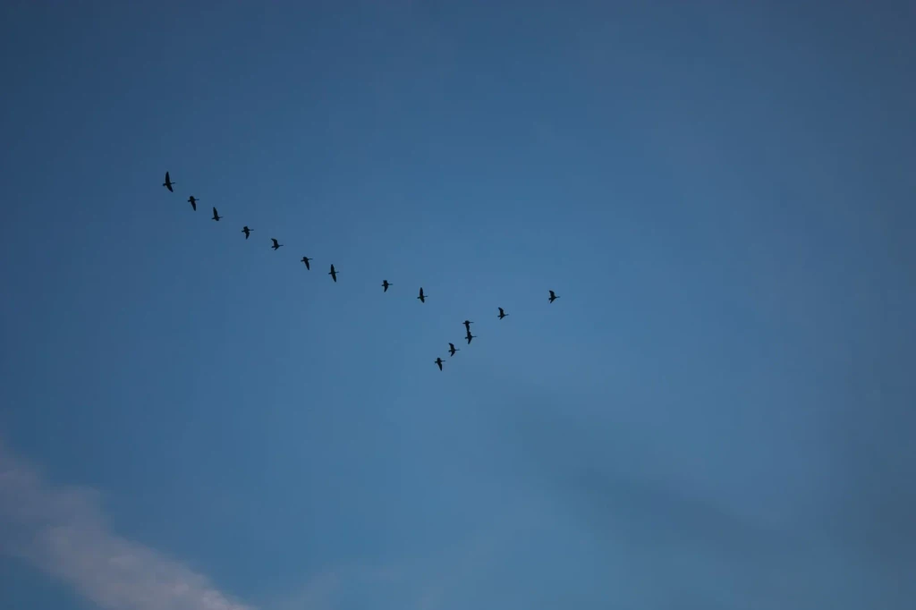 Silhouette in Motion, from Why Birds Cannot Stop Migrating