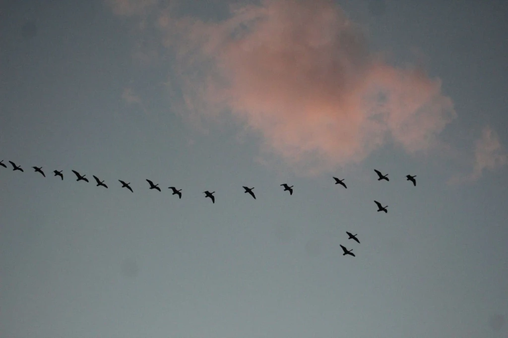 Migration at Dusk, from Why Birds Cannot Stop Migrating