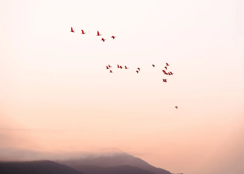 Formation at Dusk, from Why Birds Cannot Stop Migrating