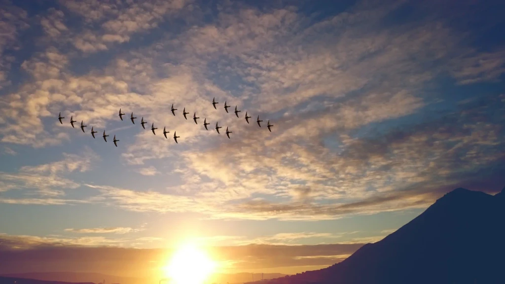 Dawn Departure, from Why Birds Cannot Stop Migrating