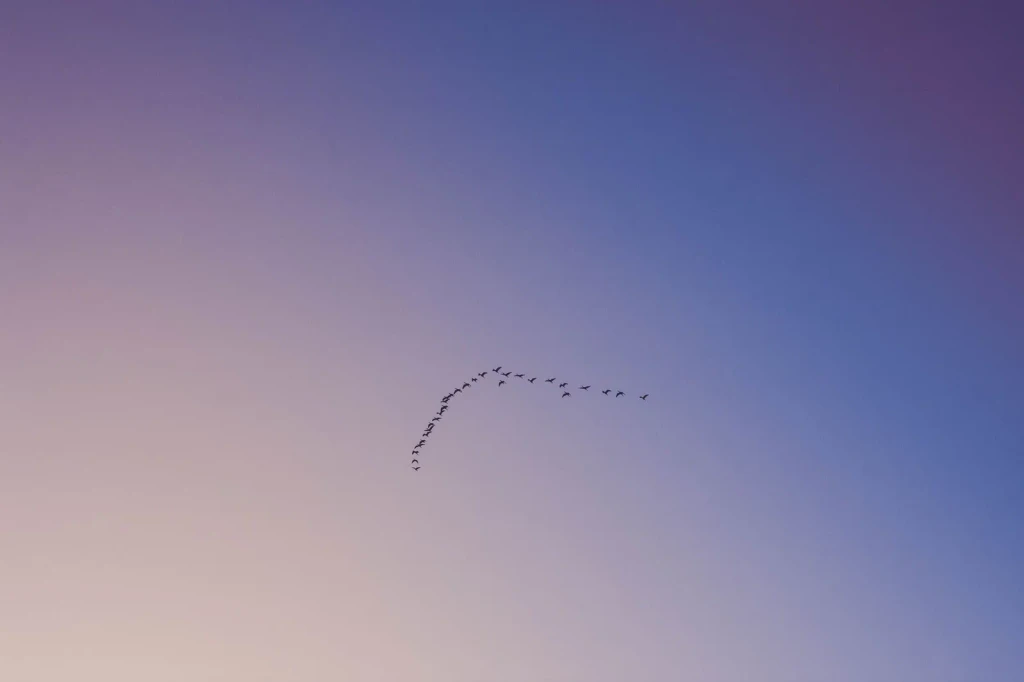 Twilight Geometry, from Why Birds Cannot Stop Migrating