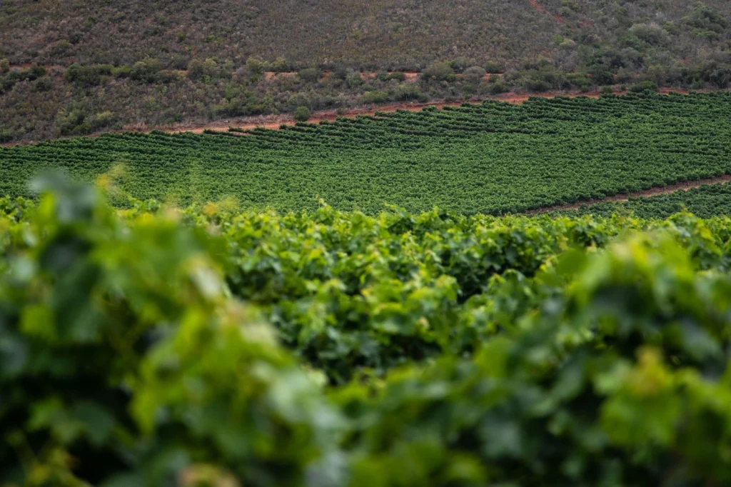 Summer Light, from Wine Is Patient Chemistry