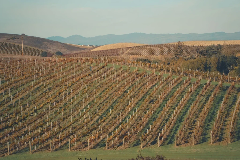 Autumn in the Valley, from Wine Is Patient Chemistry