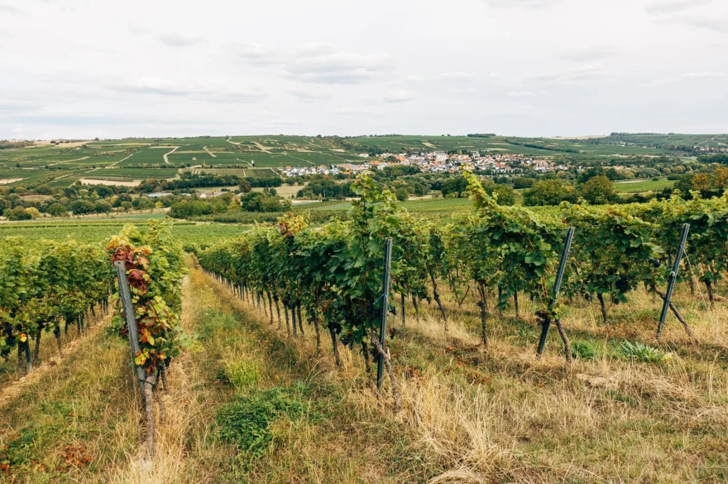 Countryside View, from Wine Is Patient Chemistry