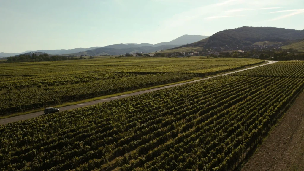Landscape and Road, from Wine Is Patient Chemistry