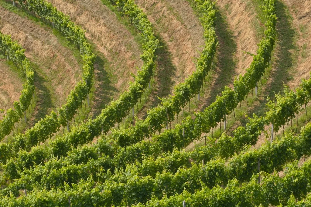 Rural Geometry, from Wine Is Patient Chemistry