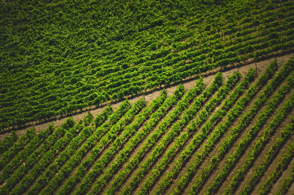 Full Growth, from Wine