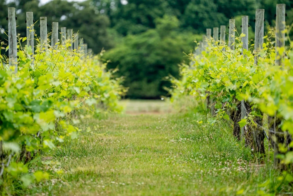 Summer Abundance, from Wine